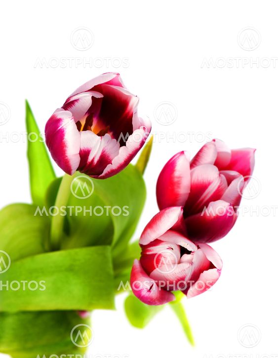 Spring Tulips