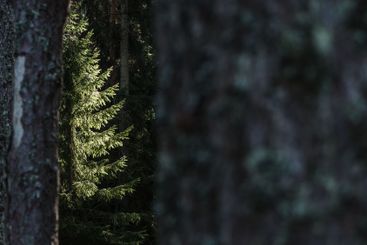 Sunlight filters through trees in a serene Swedish...