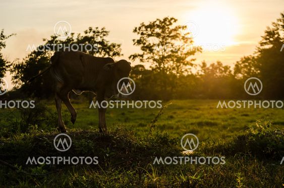 Cow and grass