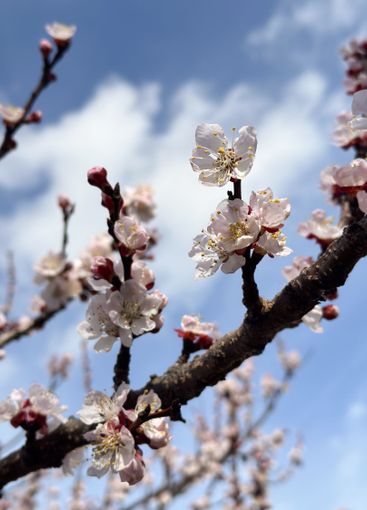 Spring blossoms on a tree branch under a clear sky....