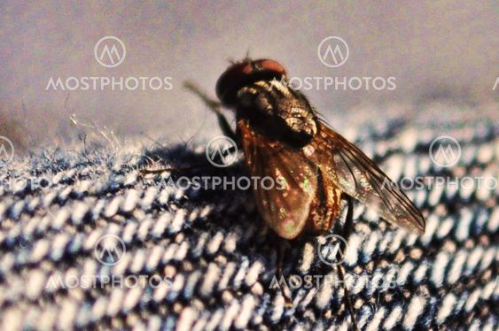 flies