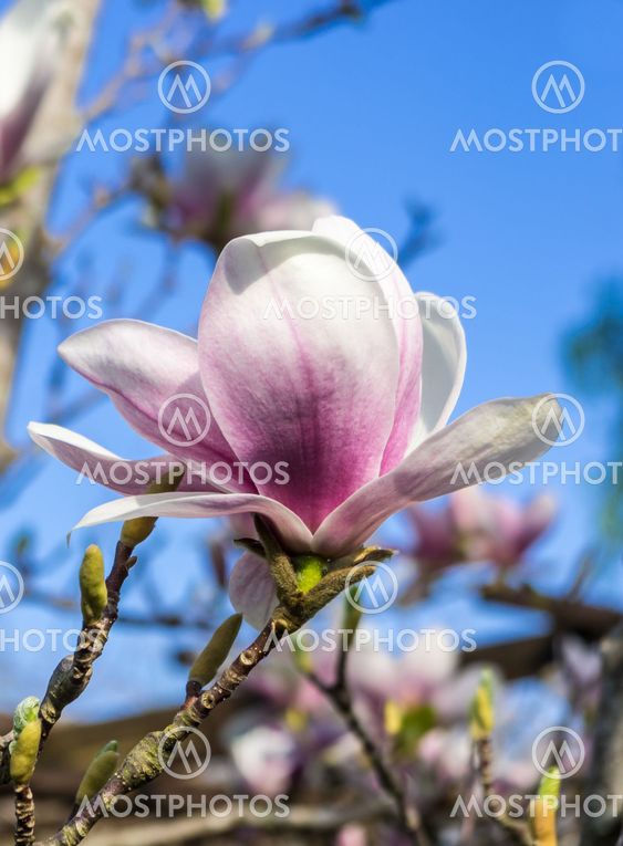 Magnolia