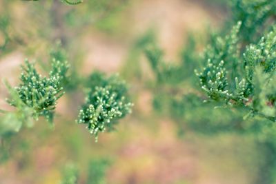 Juniper tree branch texture green needle background...