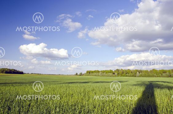 Huge green meadow and tree shadow. Cloudy blue sky