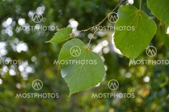 Blad från lindträd i närbild