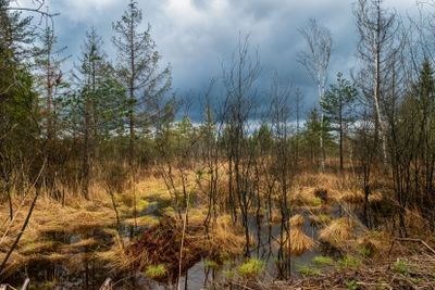 Bog and forest under moody sky