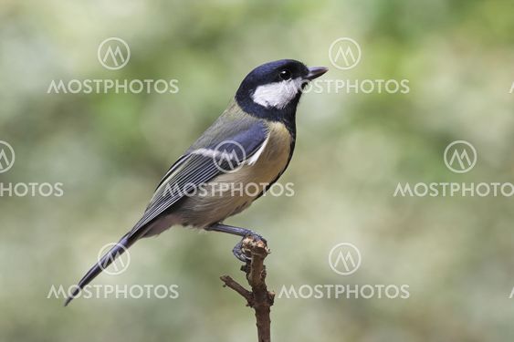 Great Tit - Parus major
