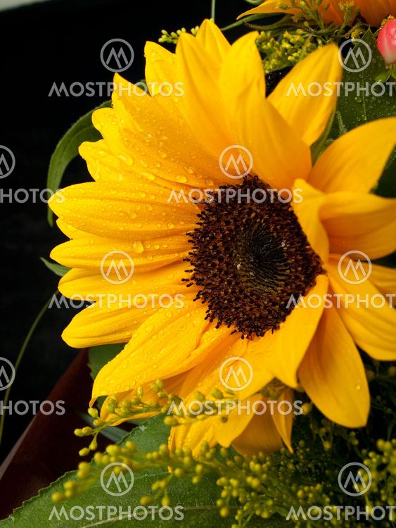 Sunflower with water drops 6