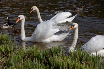 white swans who arrived in eastern Europe in the spring...