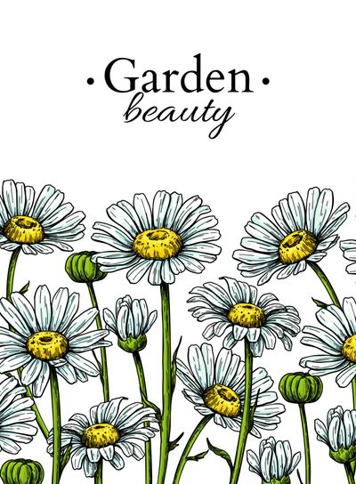Daisy flower border drawing. Vector hand drawn floral...