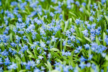 Scilla flowers blooming in the spring garden on the...