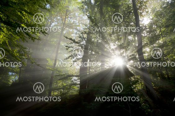 sun rays