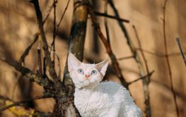 Sweet Devon Rex Cat Funny Curious Young White Devon Rex...