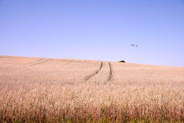 Wheat, field and nature at farm, outdoor and agriculture...