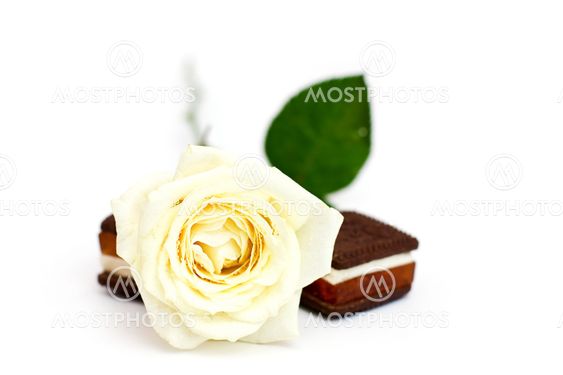 White rose with chocolate cookies