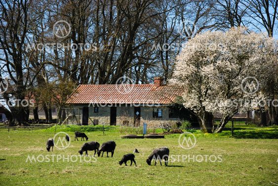 Grazing sheep herd
