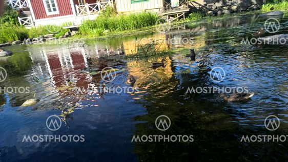 Underbart vackra djur i den kära Norrtäljeån