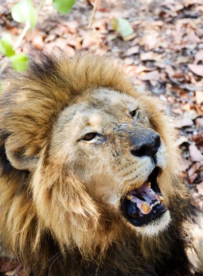 Portrait of Lion with open mouth shoving big teeth. 