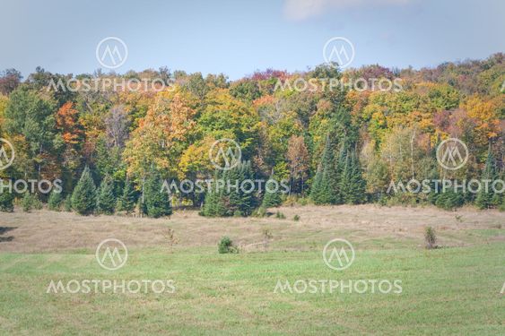 Chirstmas trees of fall