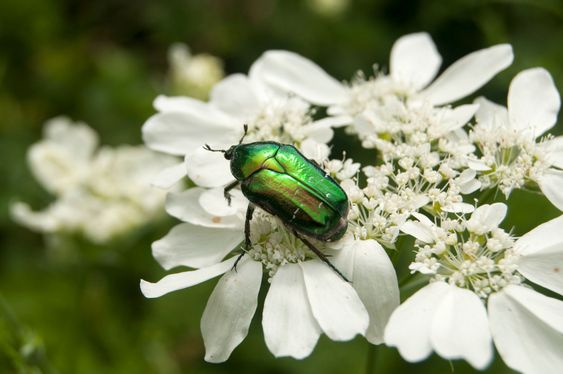 Golden stag beetle
