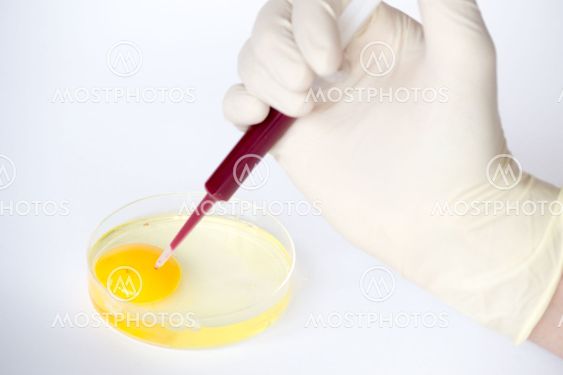 Fertilizing an egg