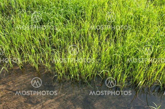 Seedlings of rice growing in paddy fields with water