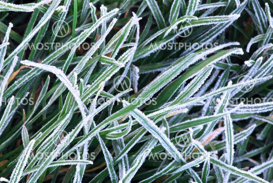 Frosty grass