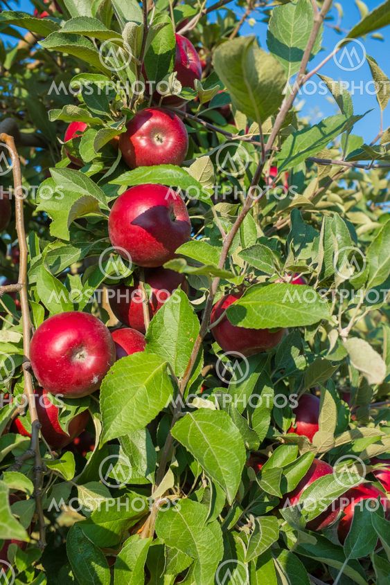 Red Apples on the Tree