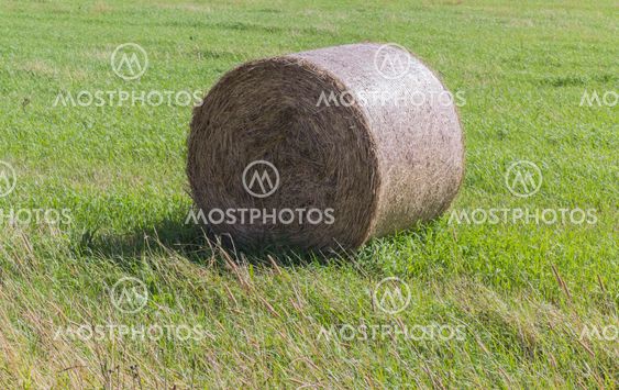 Haymaking
