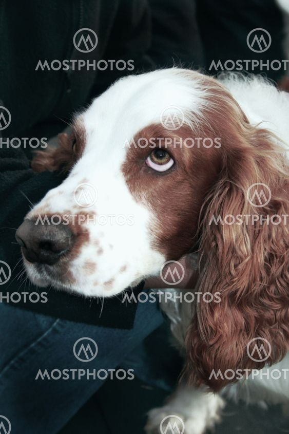 Lukas