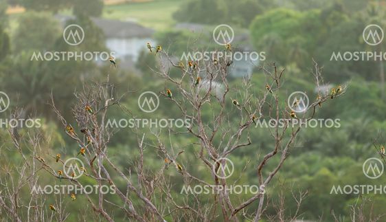 Birds on a branch of a dead tree