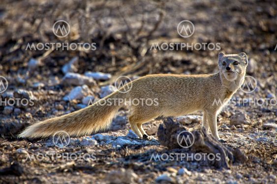 a yellow mongosse at etosha national park namibia