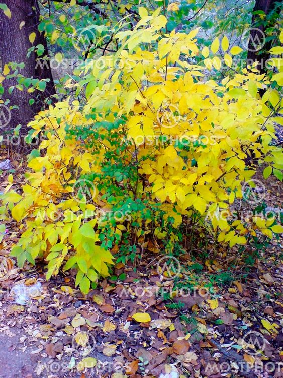 Green and yellow leaves. The fall coming