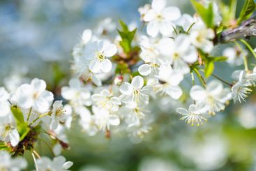 Beautiful cherry tree blossoming on spring. Beauty in...