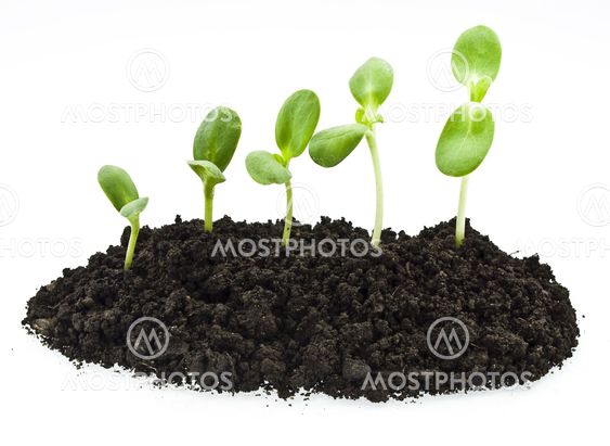 young sunflowers sprouts in the soil isolated over white