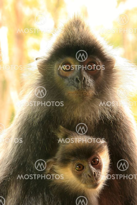 Silvered leaf monkey with a baby, Borneo, Malaysia