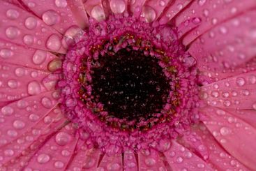 a bouquet of flowers of different colors in drops of water