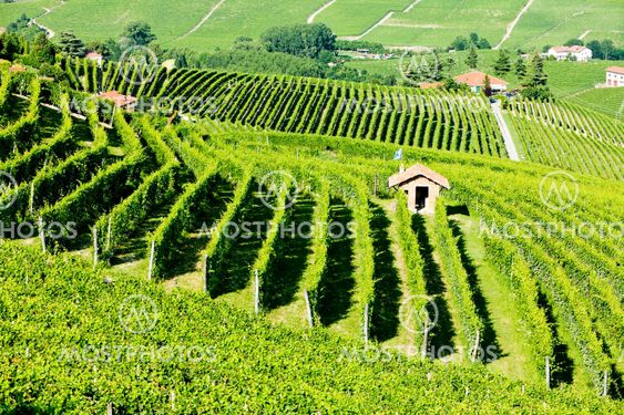 Vineyars lähellä Barolo, Piedmont, Italia