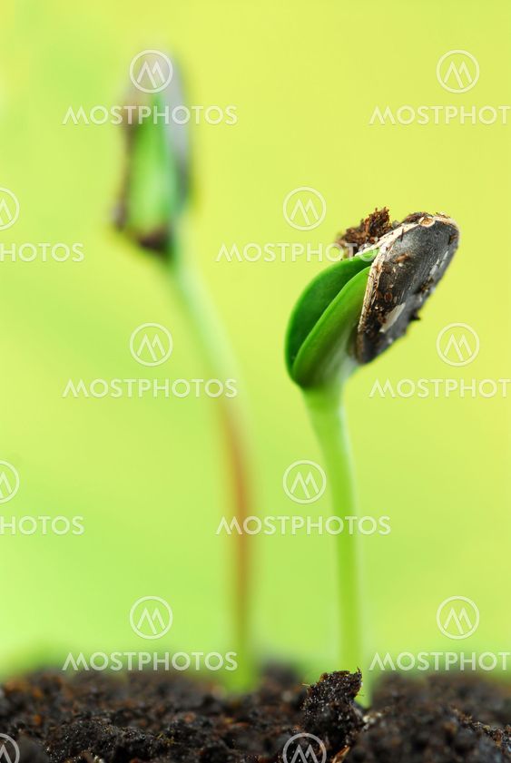 Sprouts