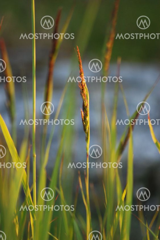 Gräs/ Grass