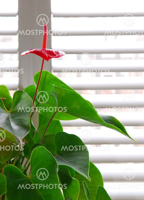 House plant