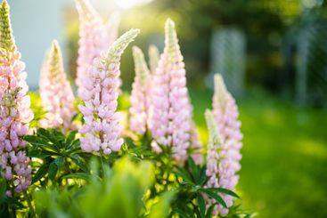 Beautiful lupins blossoming on flower bed on summer day....