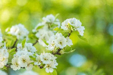 Blossoming white flowers on a branch during spring...