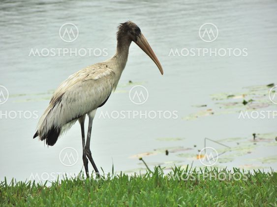 Juvenile Wood Stork by Lake