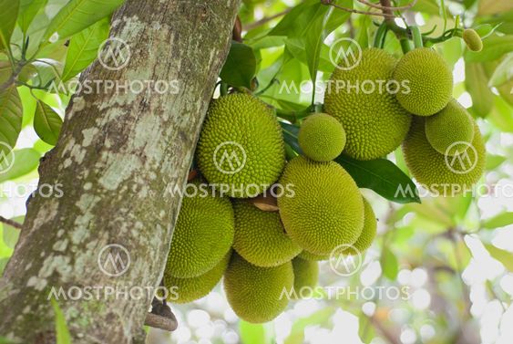 Jack Fruits