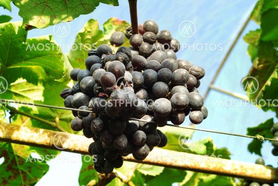 Grapes