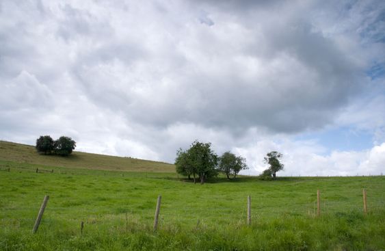Sloping meadows with trees