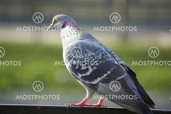 Bird Resting