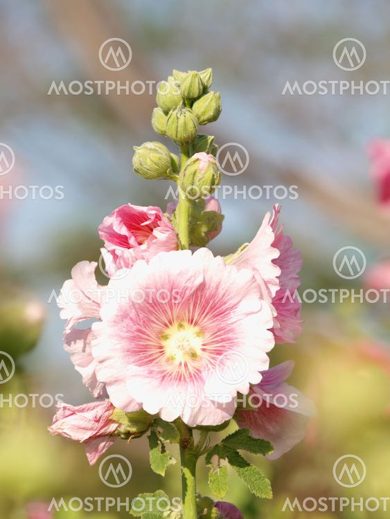 Pink hollyhock (Althaea rosea) blossoms on a summer day