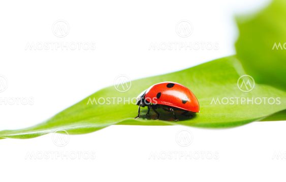 LADYBUG